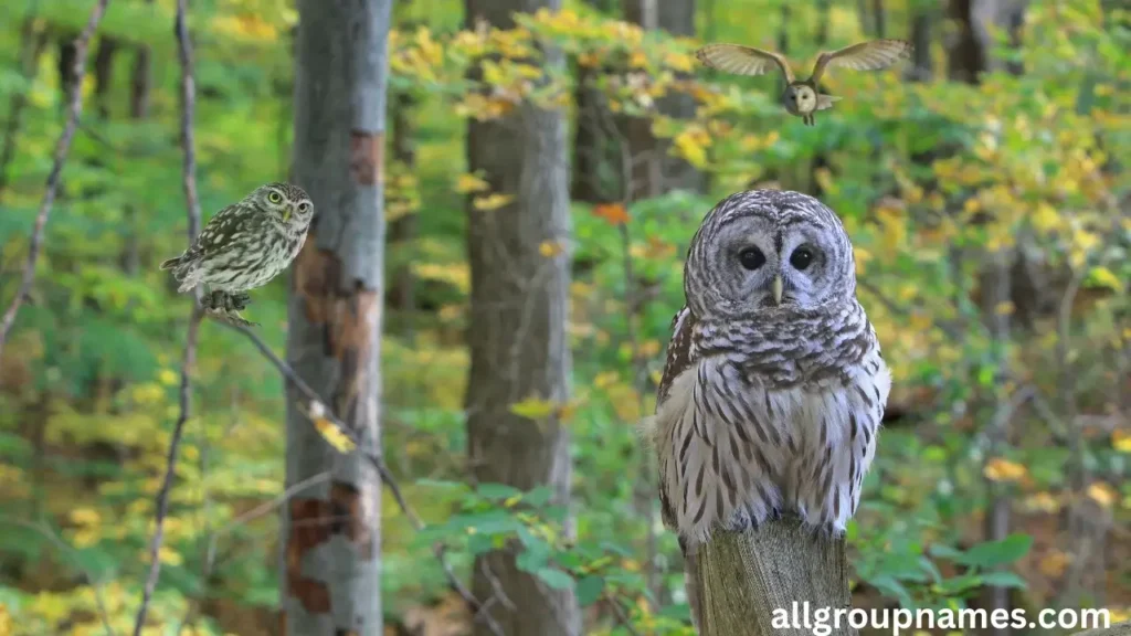 Barred Owl Names