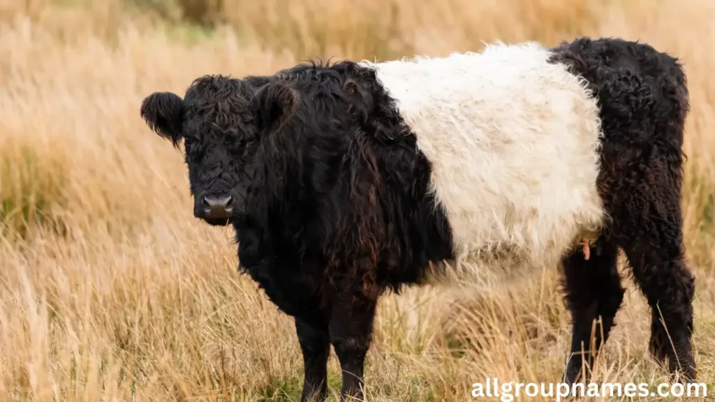 Belted Galloway Bull Names