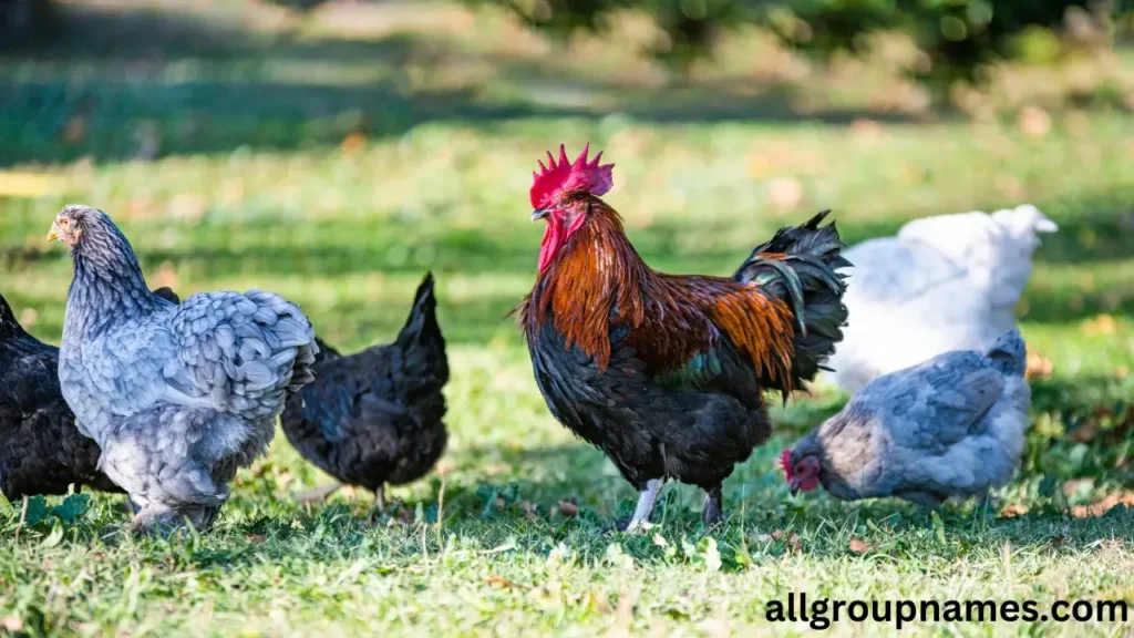 Brahma Rooster Names