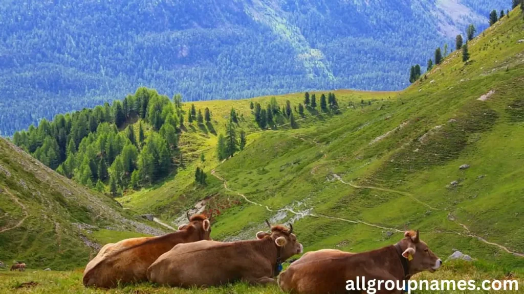 Brown Swiss Cattle Bull Names