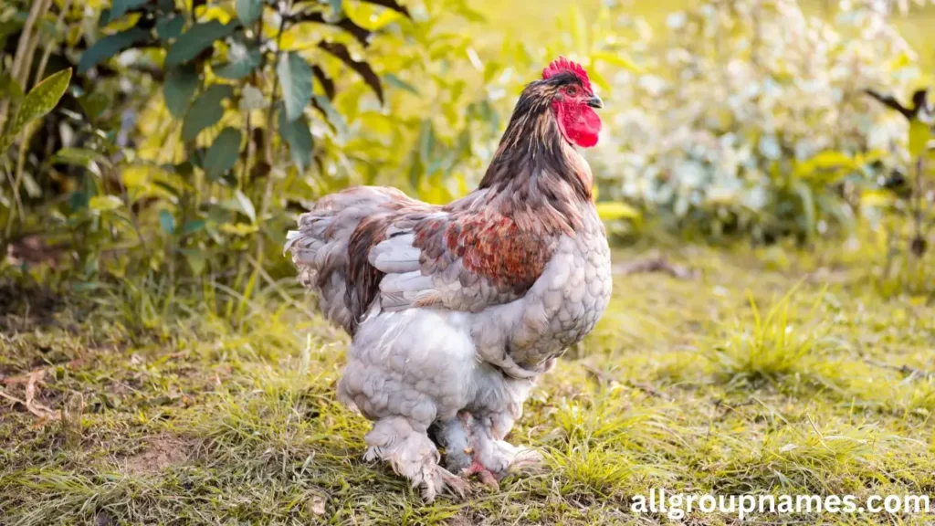 Cochin Rooster Names