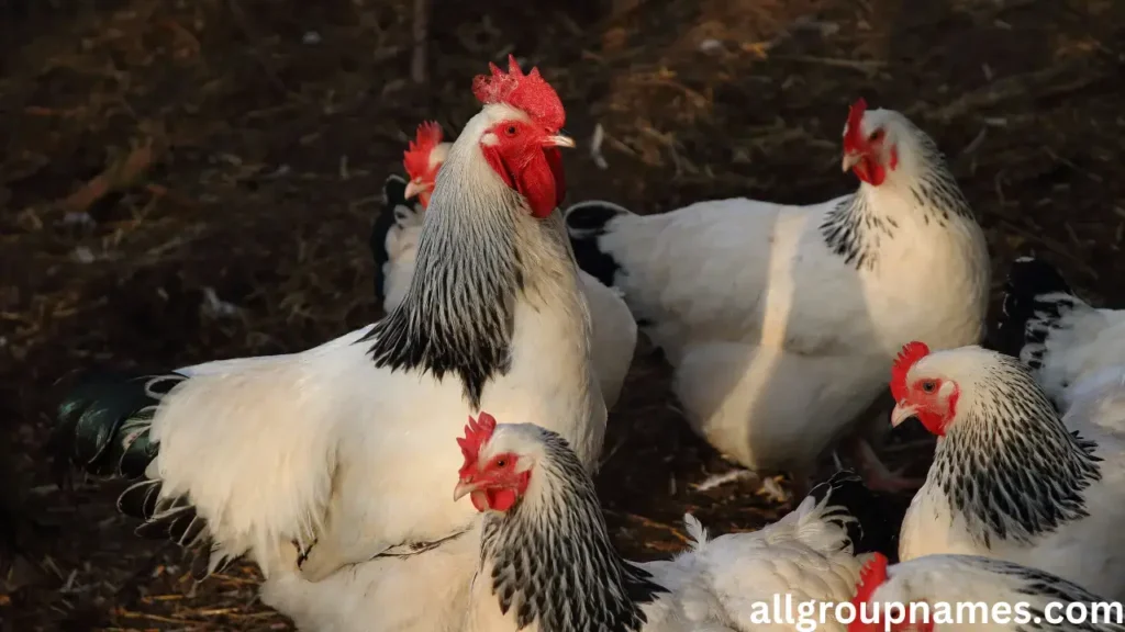 Cute Chicken Names for girls