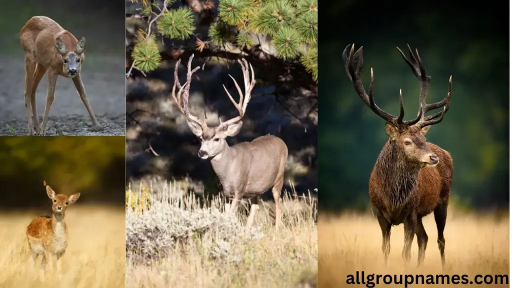  male deer names