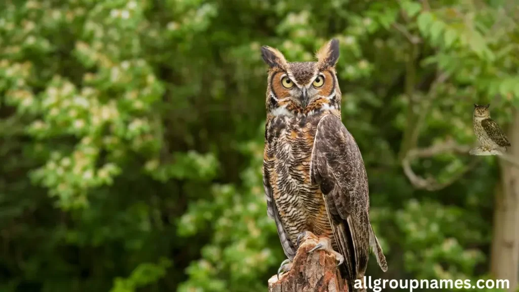 Great Horned Owl Names