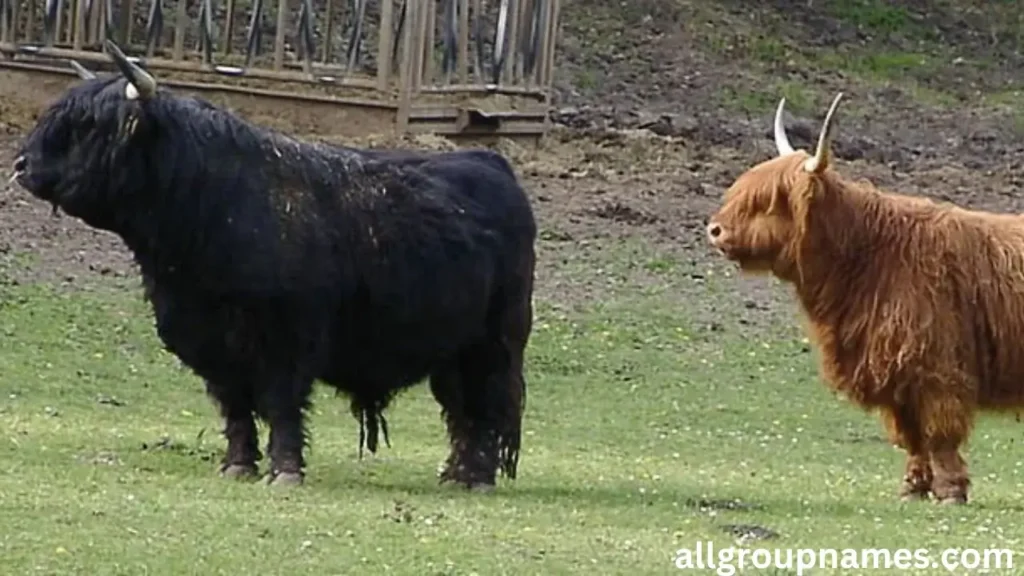 Highland Cattle Bull Names