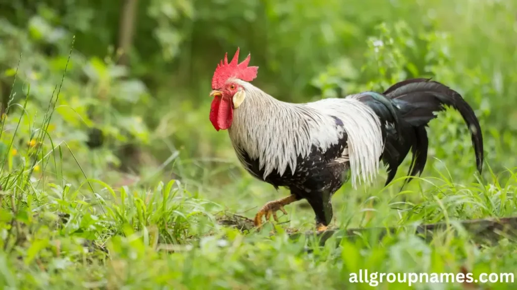 Leghorn Rooster Names