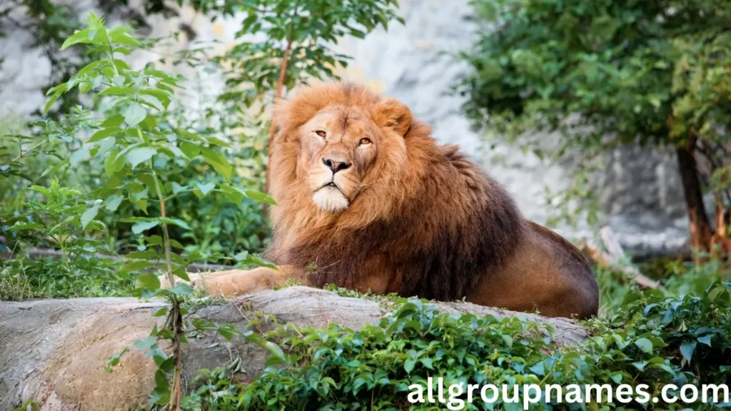 Male Lion Names