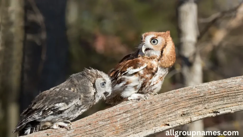 Screech owl Names