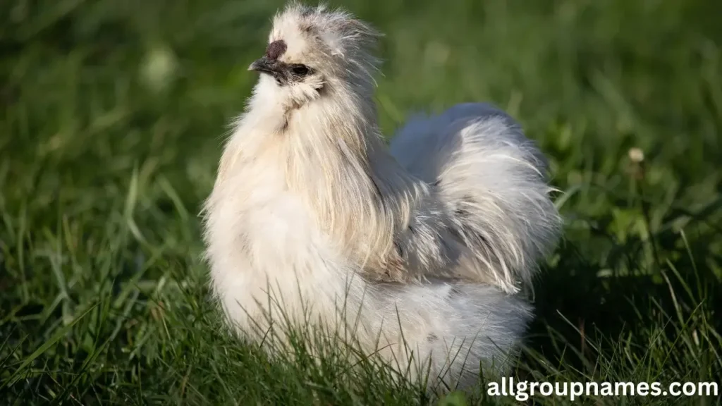 Silkie Rooster Names