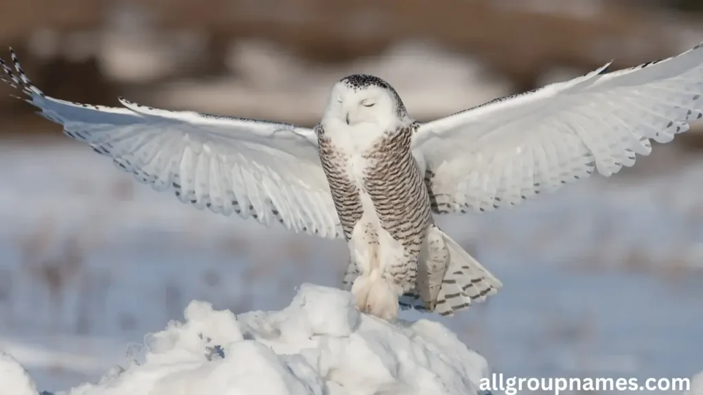 Snowy Owl Names