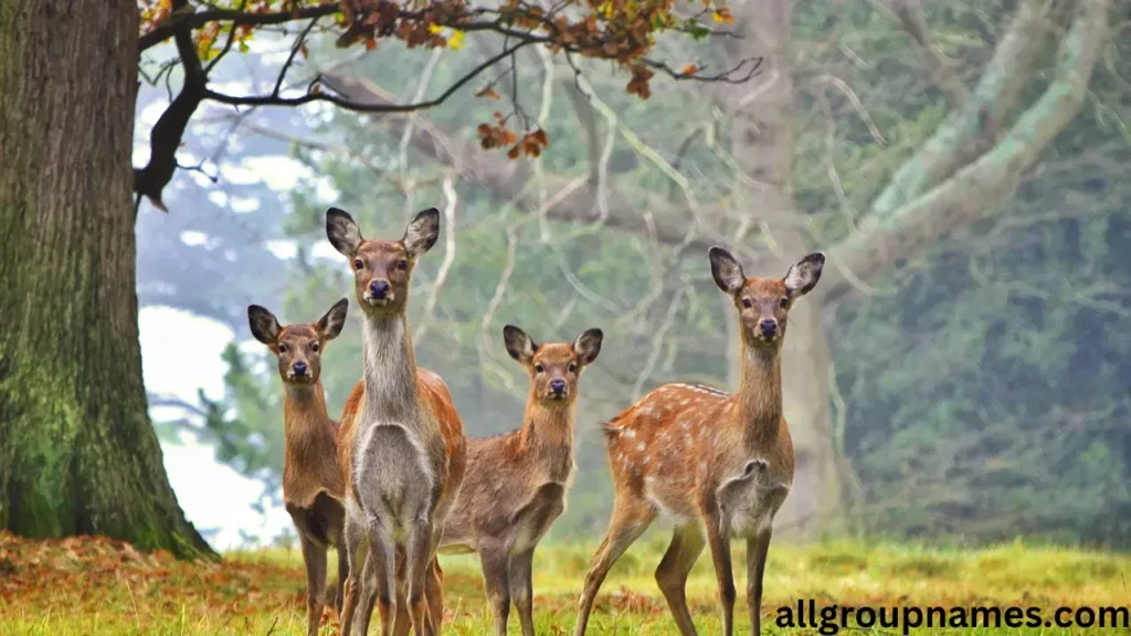  female deer names 