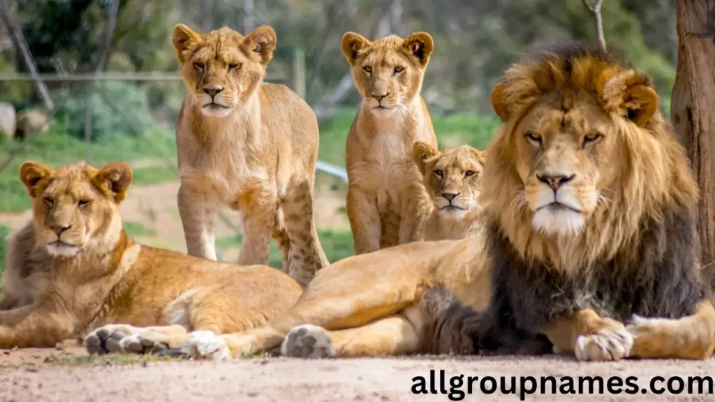 Unique Lion Names