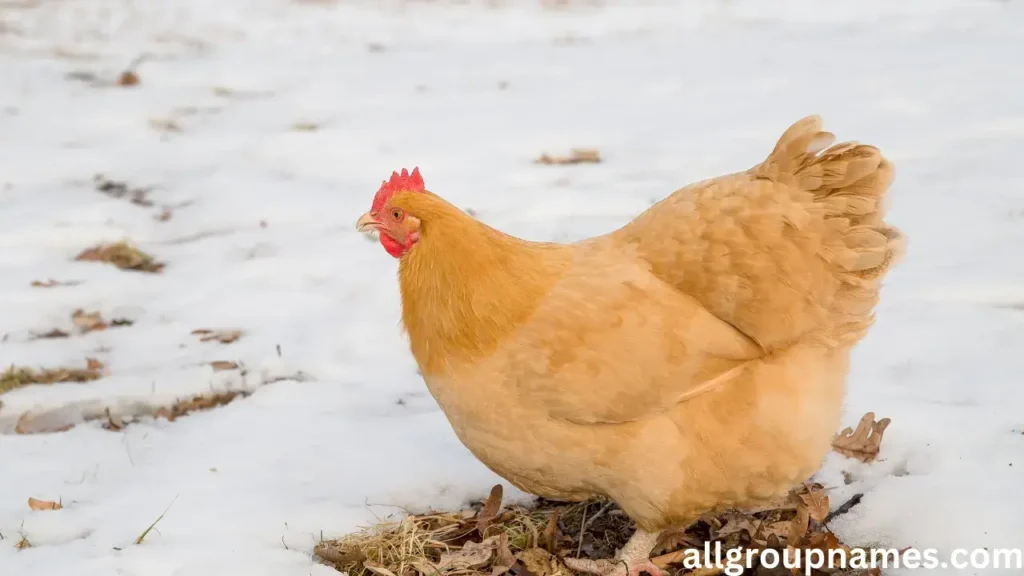 Unique  Chicken Names