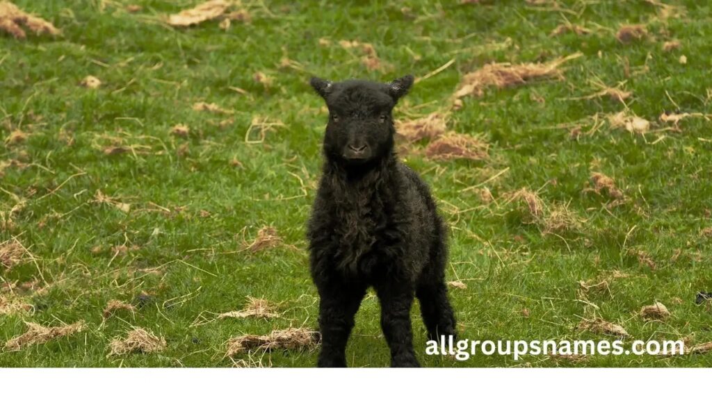  black lamb names