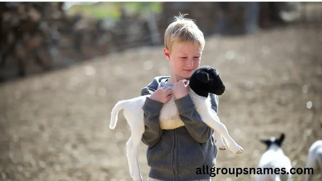  boy lamb names