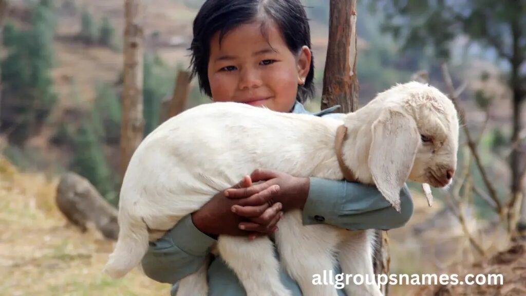  girl lamb names