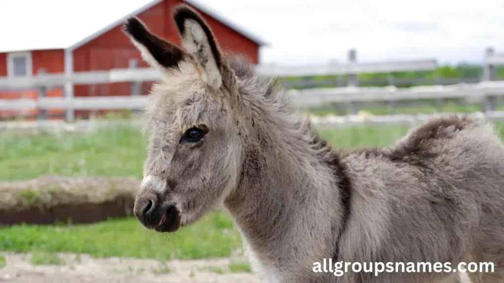 Cute Donkey Names