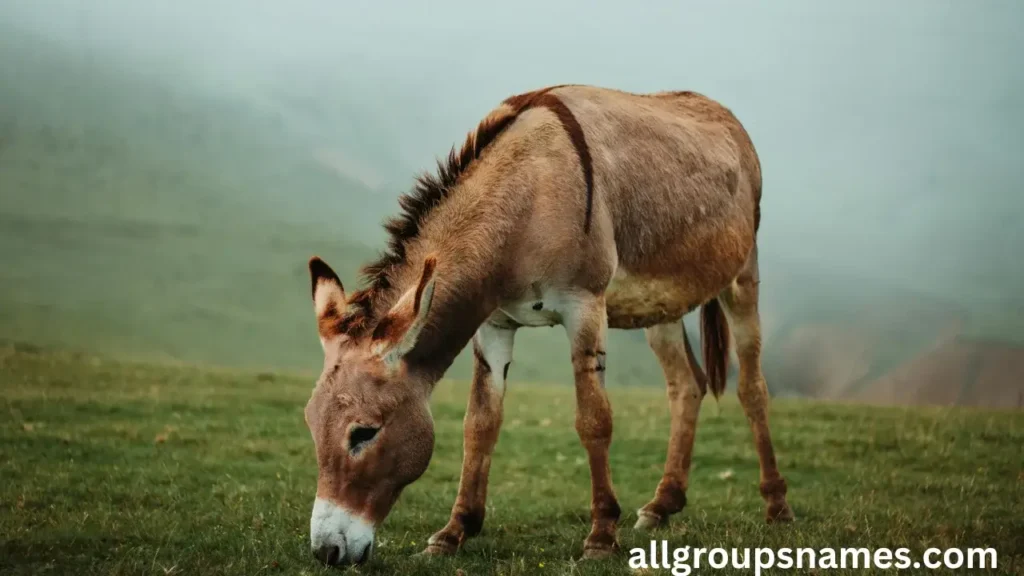 Donkey Names Female