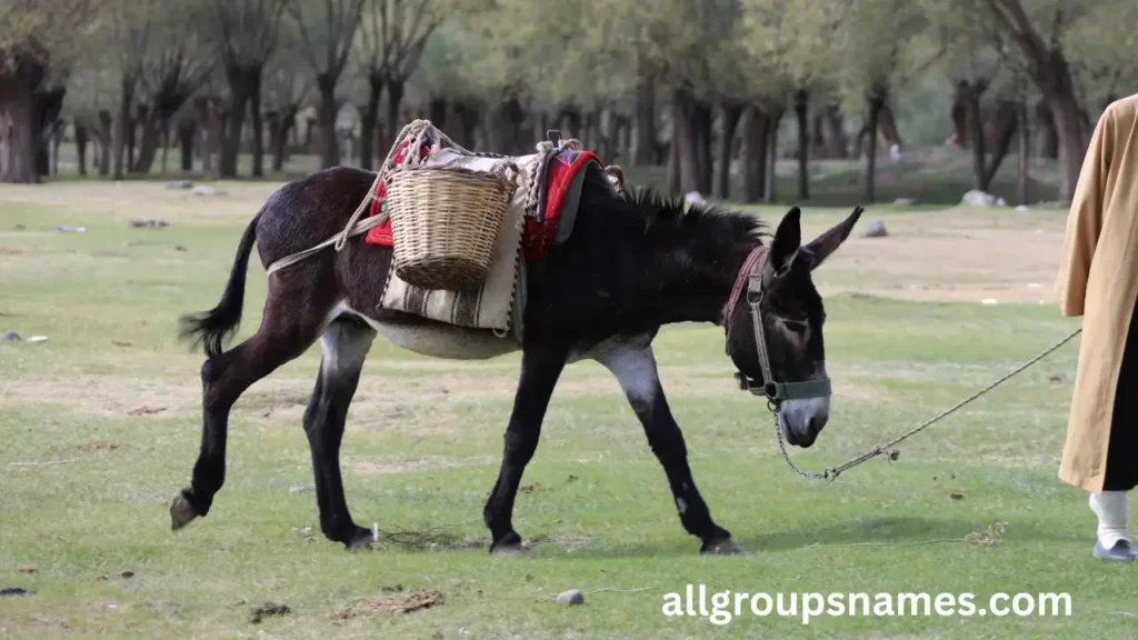 Donkey Names Male