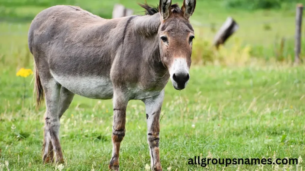 Famous Donkey Names