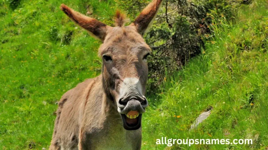 Funny Donkey Names