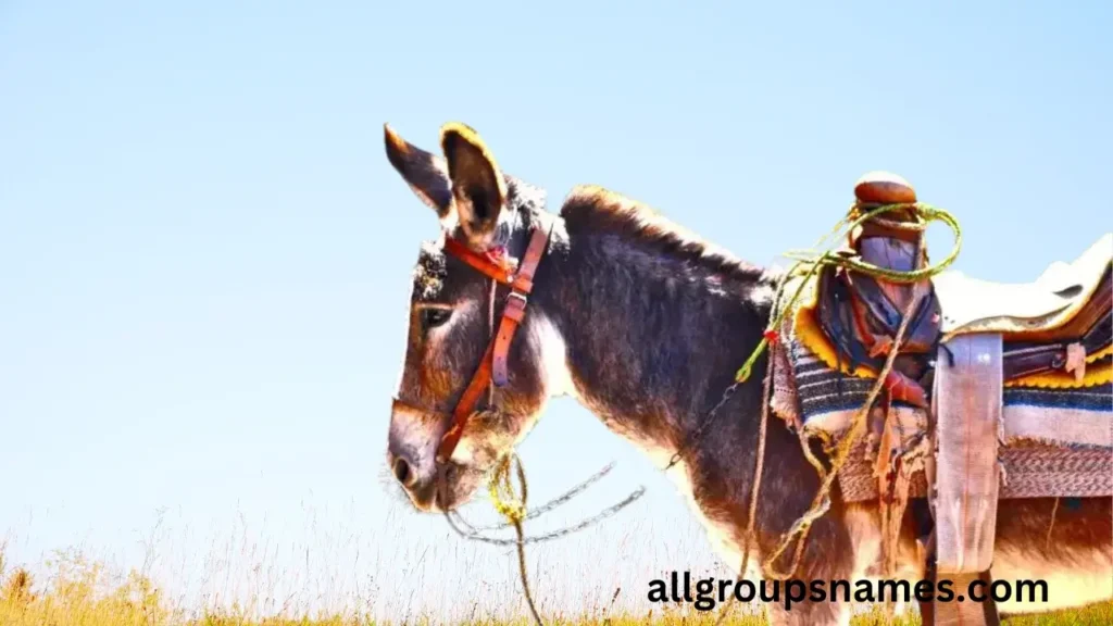 Popular Spanish Names For A Donkey