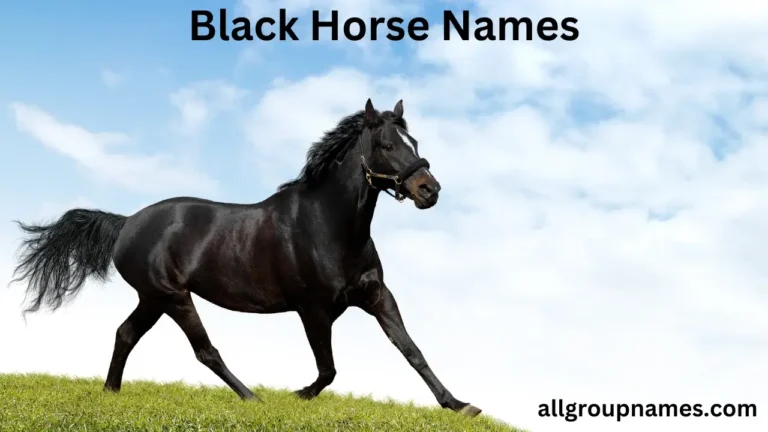 black horse names