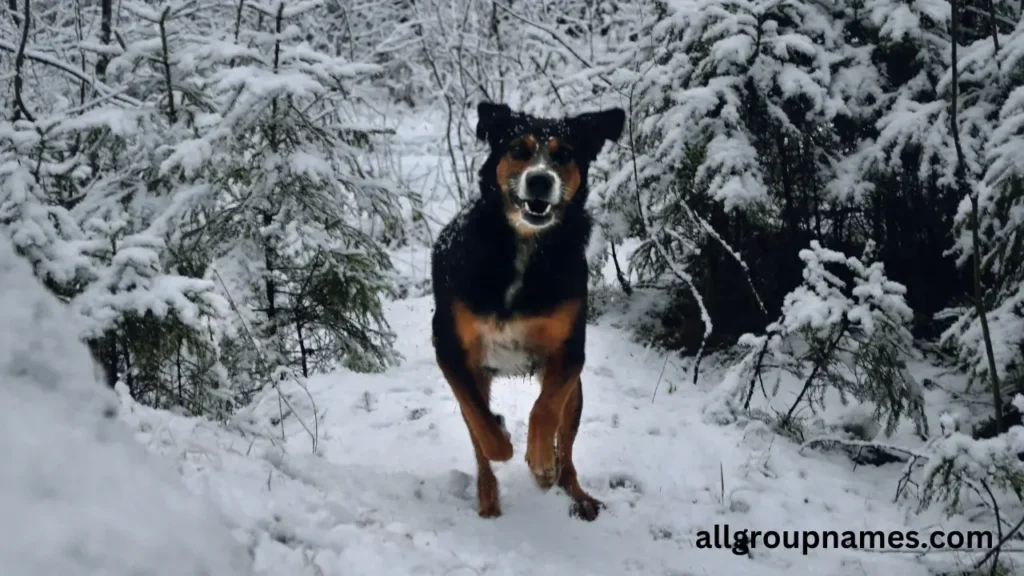 Nature-Inspired Hunting dog