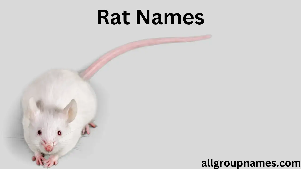 rat names