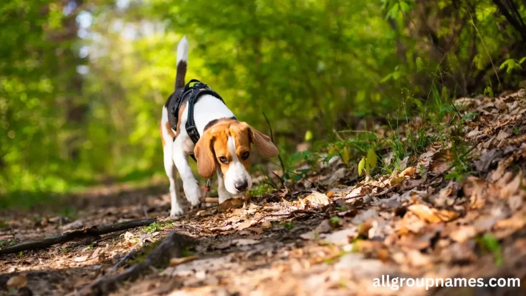 female hunting dog