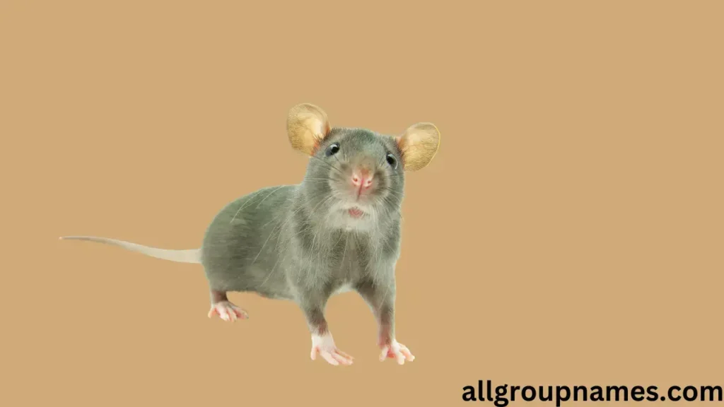 female rat names