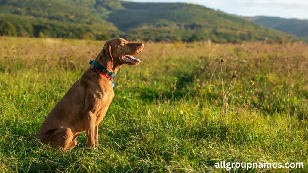 male hunting dog