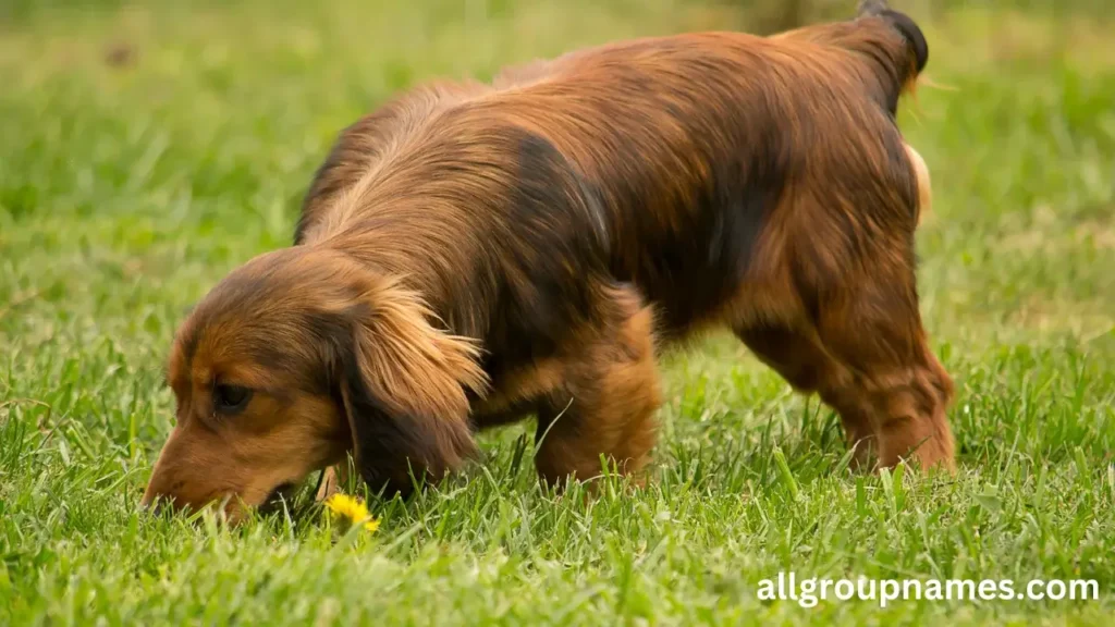 popular hunting dog