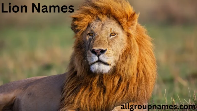 lion names