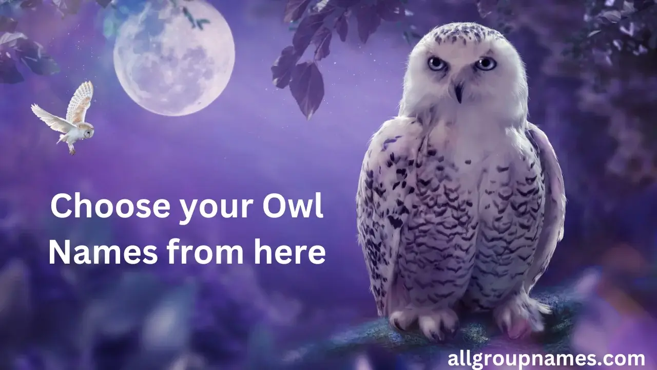 owl names