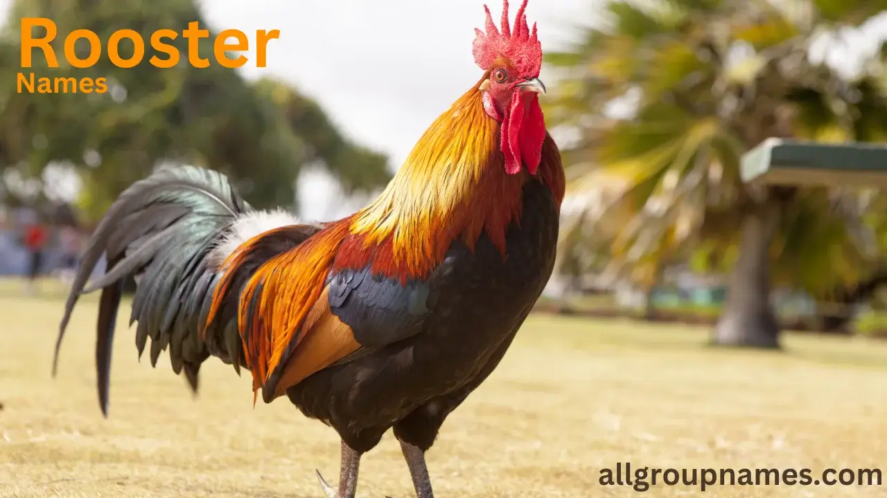 rooster names