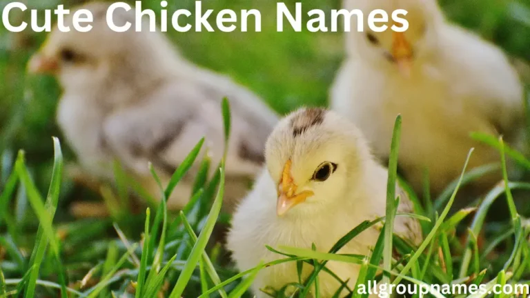 Cute Chicken Names