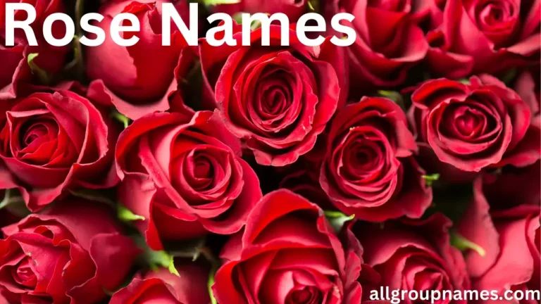 Rose Names