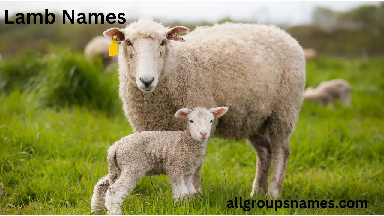 lamb names