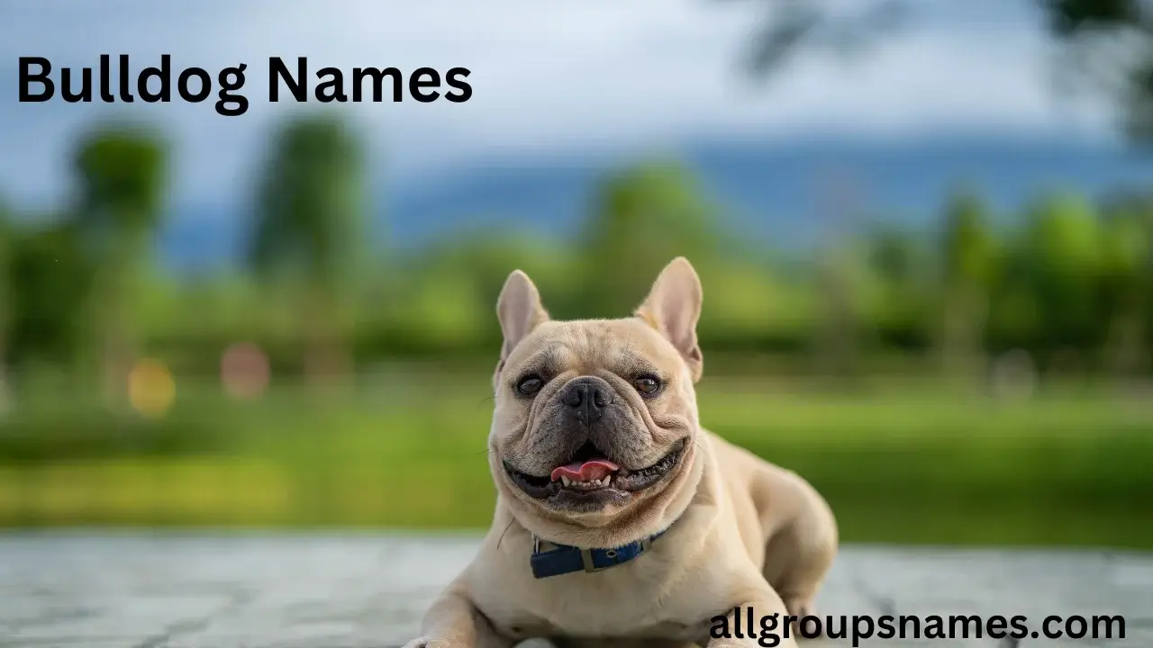 Bulldog Names