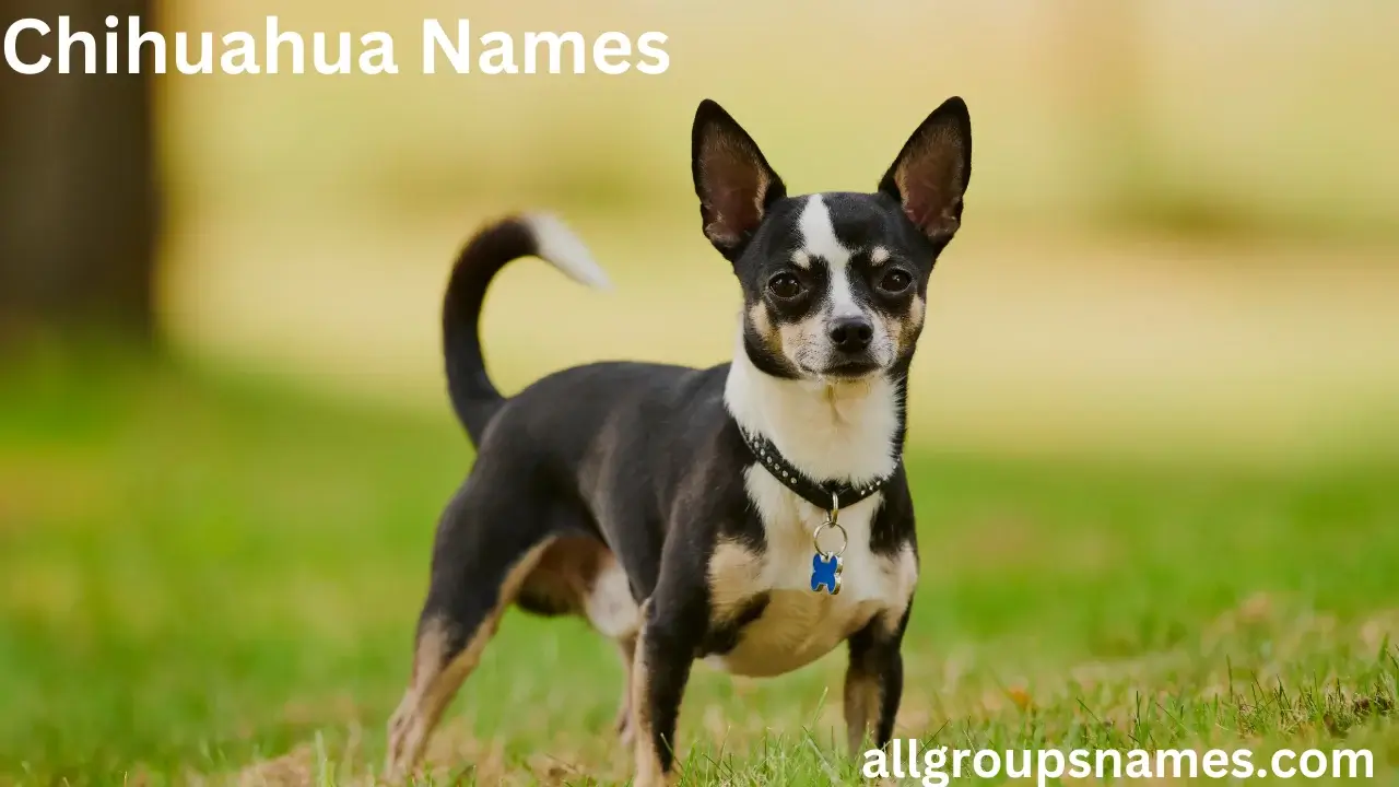 Chihuahua Names