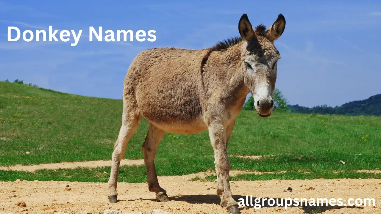 Donkey Names