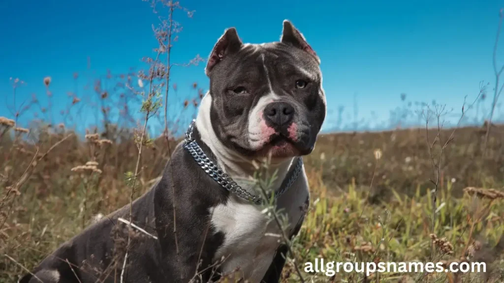 USA-Inspired Names For Your American Bully